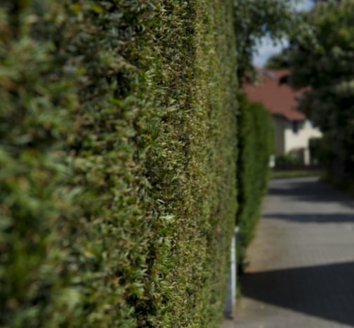 This is a photo of a hedge that has just been cut in Gravesend. All works are being undertaken by Gravesend Tree Surgeons