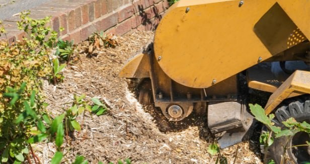 This is a photo of stump removal being carried out in Gravesend. All works are being undertaken by Gravesend Tree Surgeons