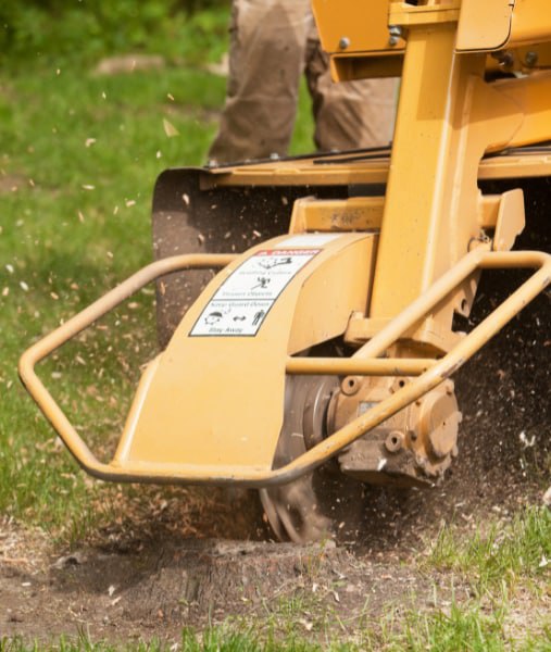 This is a photo of stump grinding being carried out in Whitstable. All works are being undertaken by Whitstable Tree Surgeons