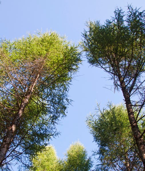 This is a photo of over grown trees needing crown reduction in Whitstable.