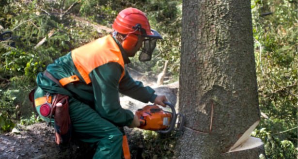 This is a photo of a tree being cut down in Whitstable. All works are being undertaken by Whitstable Tree Surgeons