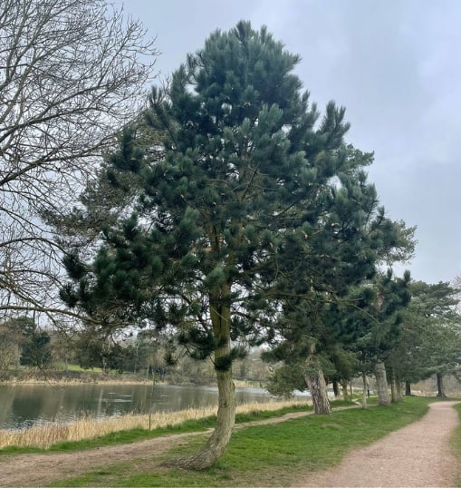 This is a photo of a Tree in Whitstable that has recently had crown reduction carried out. Works were undertaken by Whitstable Tree Surgeons