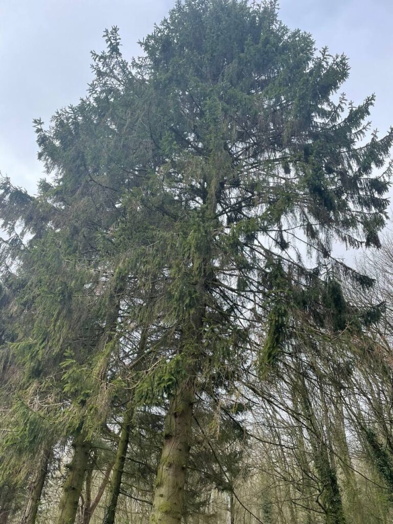 This is a photo of tree felling being crowned in Whitstable. All works are being undertaken by Whitstable Tree Surgeons